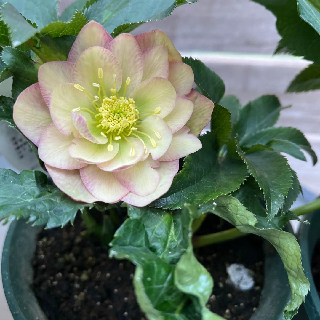 クリスマスローズ　八重咲き　ダブル　エレン　5号　3鉢セット　蕾多数　現物　Ｈ