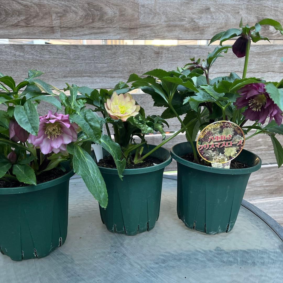 クリスマスローズ　八重咲き　ダブル　エレン　5号　3鉢セット　蕾多数　現物　Ｈ