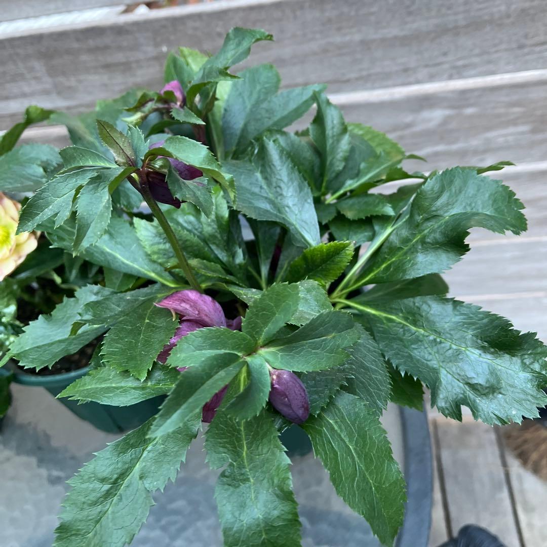 クリスマスローズ　八重咲き　ダブル　エレン　5号　3鉢セット　蕾多数　現物　Ｈ