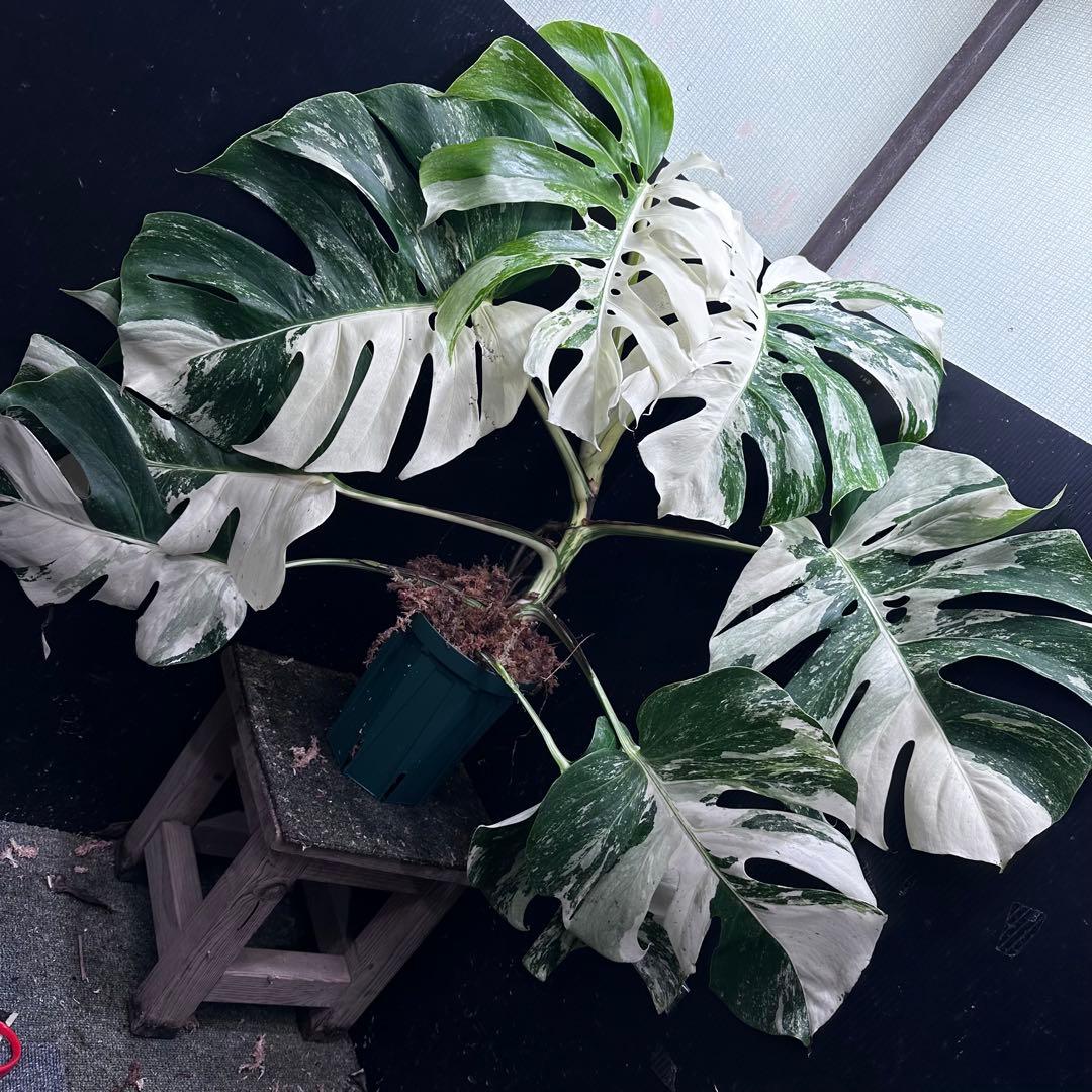 斑入りモンステラ ホワイトタイガー極美大株69cm白斑多