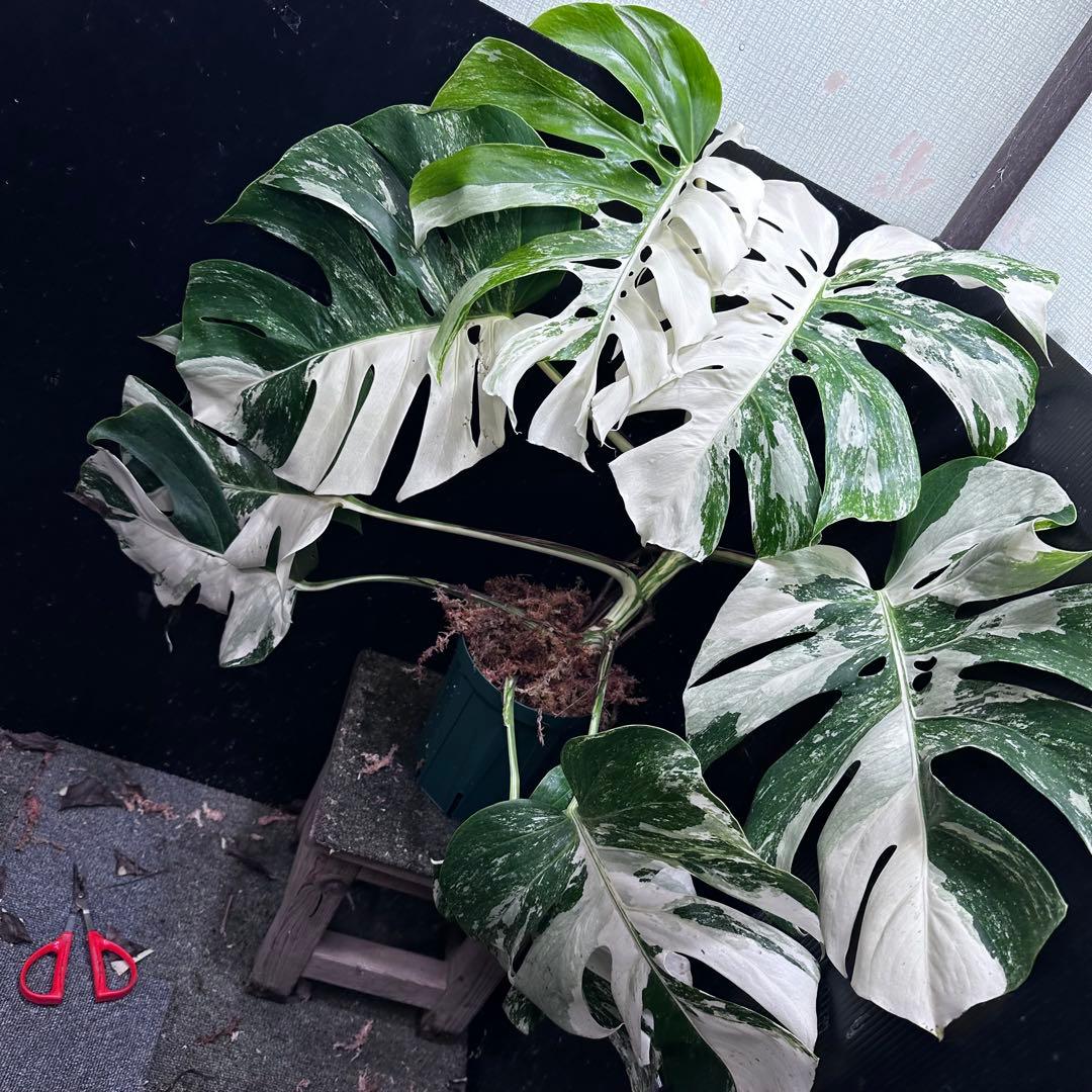 斑入りモンステラ ホワイトタイガー極美大株69cm白斑多