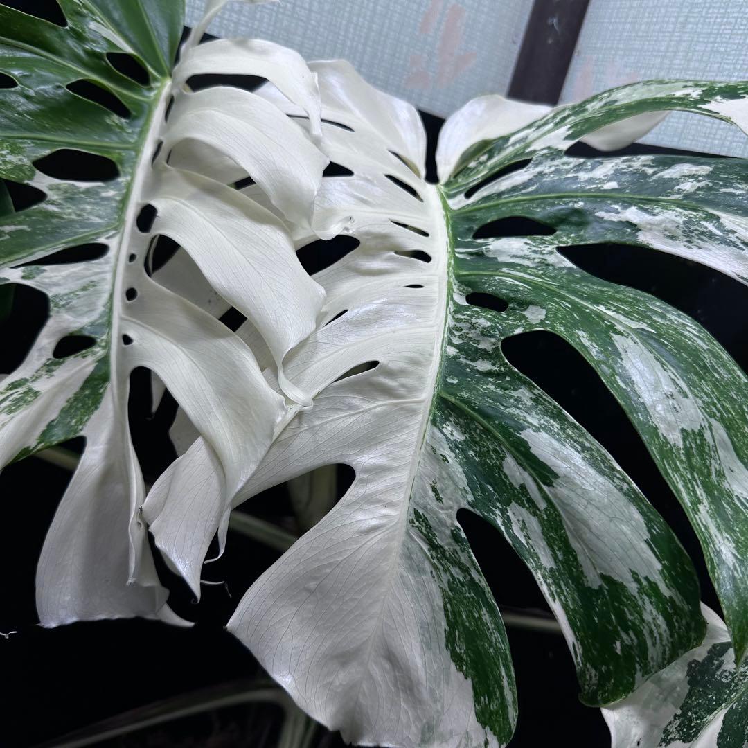 斑入りモンステラ ホワイトタイガー極美大株69cm白斑多