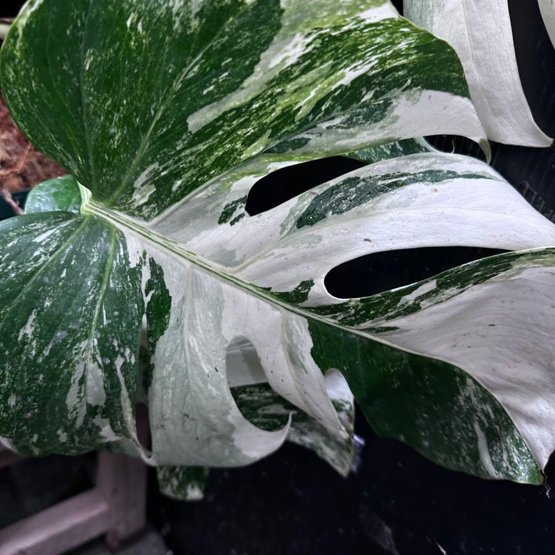 斑入りモンステラ ホワイトタイガー極美大株69cm白斑多