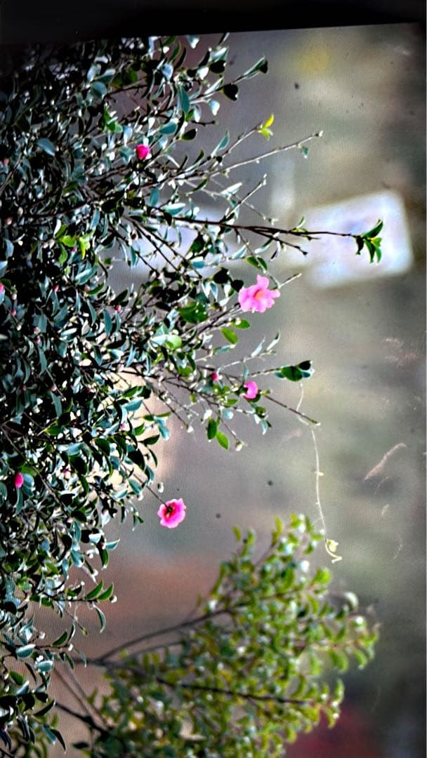 Nikon D3 デジタル一眼レフカメラ