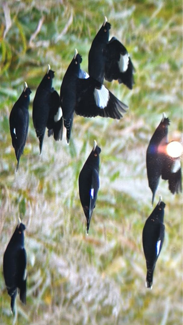 Nikon D3 デジタル一眼レフカメラ