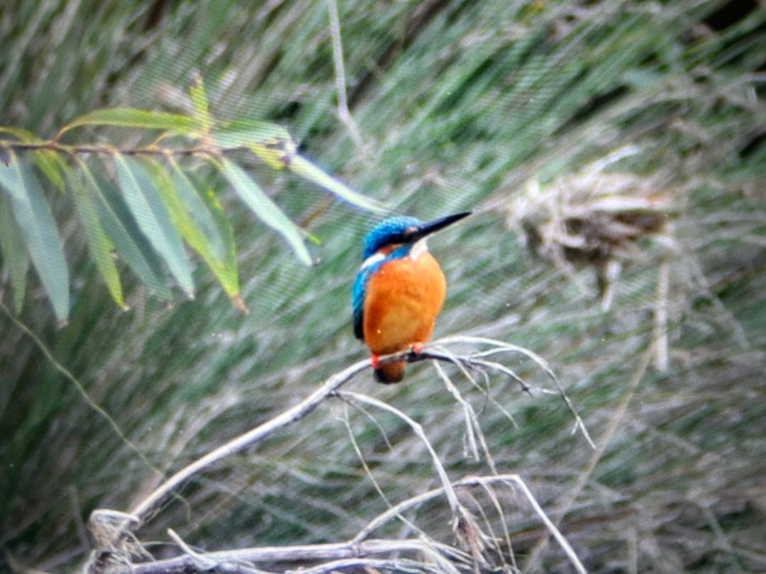 Nikon D3 デジタル一眼レフカメラ