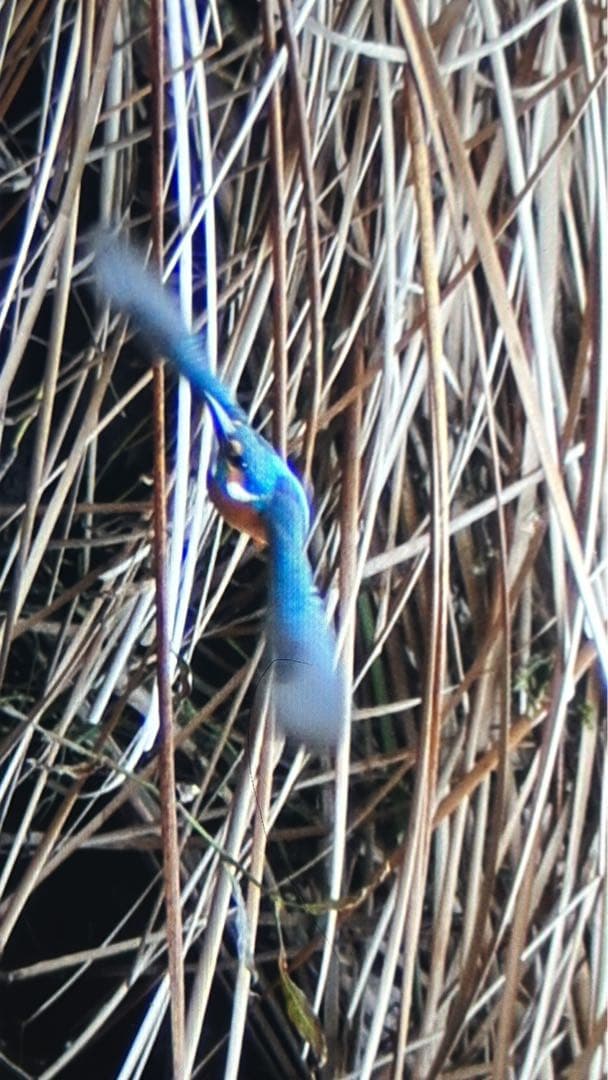 Nikon D3 デジタル一眼レフカメラ