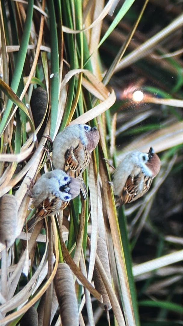 Nikon D3 デジタル一眼レフカメラ