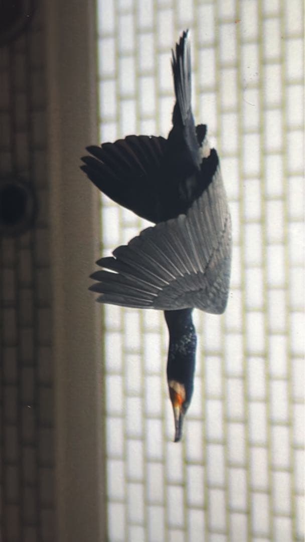 Nikon D3 デジタル一眼レフカメラ