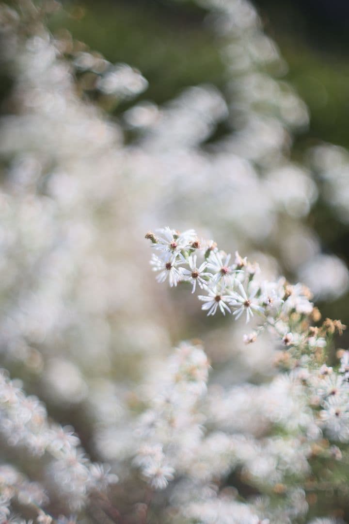 Super-Takumar 50mm F1.4 前期型 〈8枚玉〉【良品】