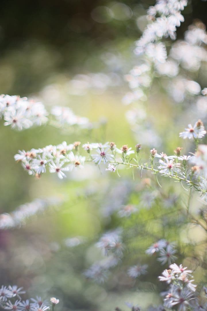 Super-Takumar 50mm F1.4 前期型 〈8枚玉〉【良品】