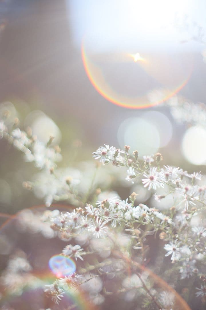 Super-Takumar 50mm F1.4 前期型 〈8枚玉〉【良品】