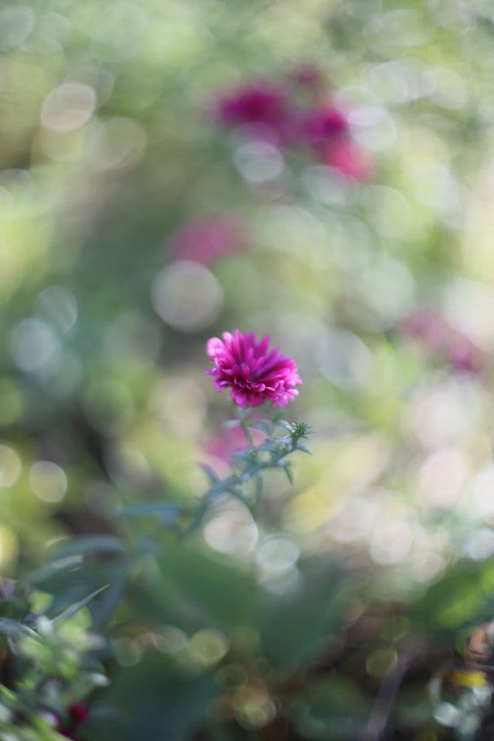 Super-Takumar 50mm F1.4 前期型 〈8枚玉〉【良品】