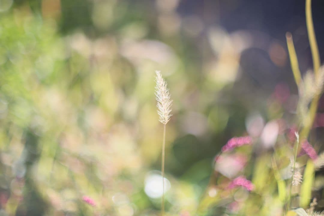 Super-Takumar 50mm F1.4 前期型 〈8枚玉〉【良品】