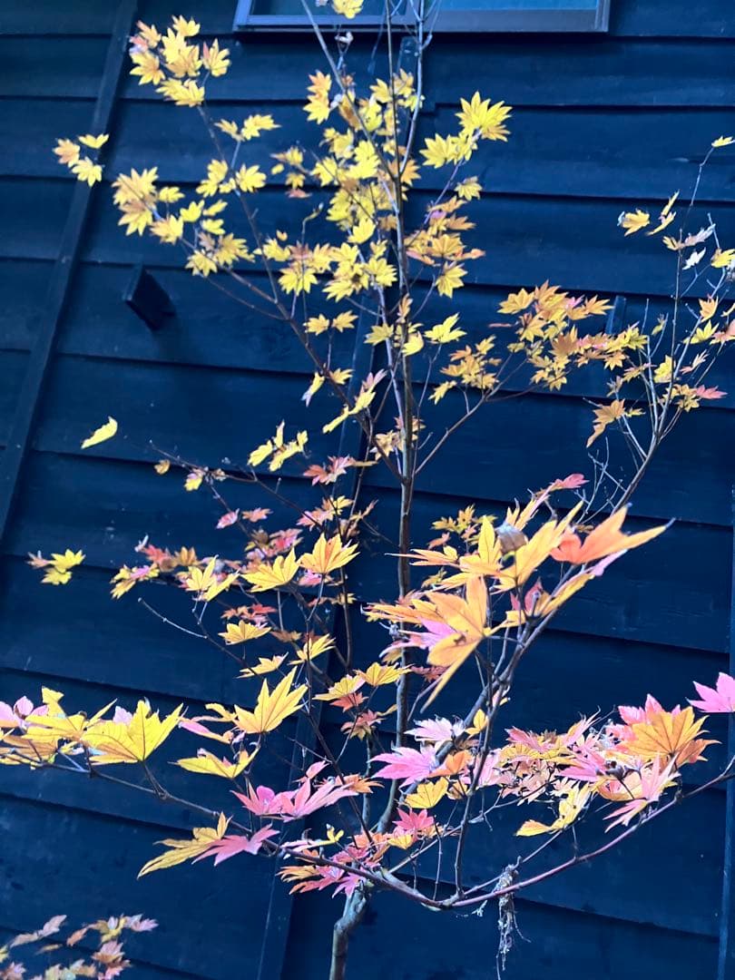 5 コハウチワカエデ