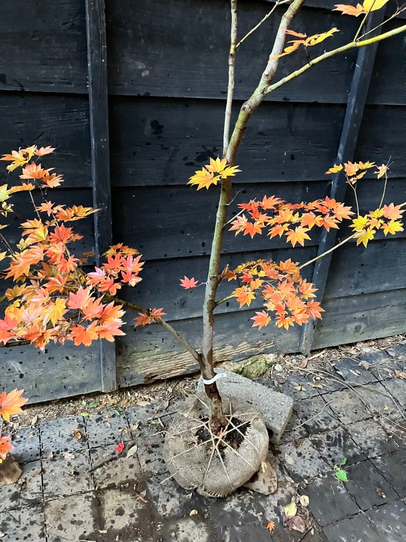 5 コハウチワカエデ