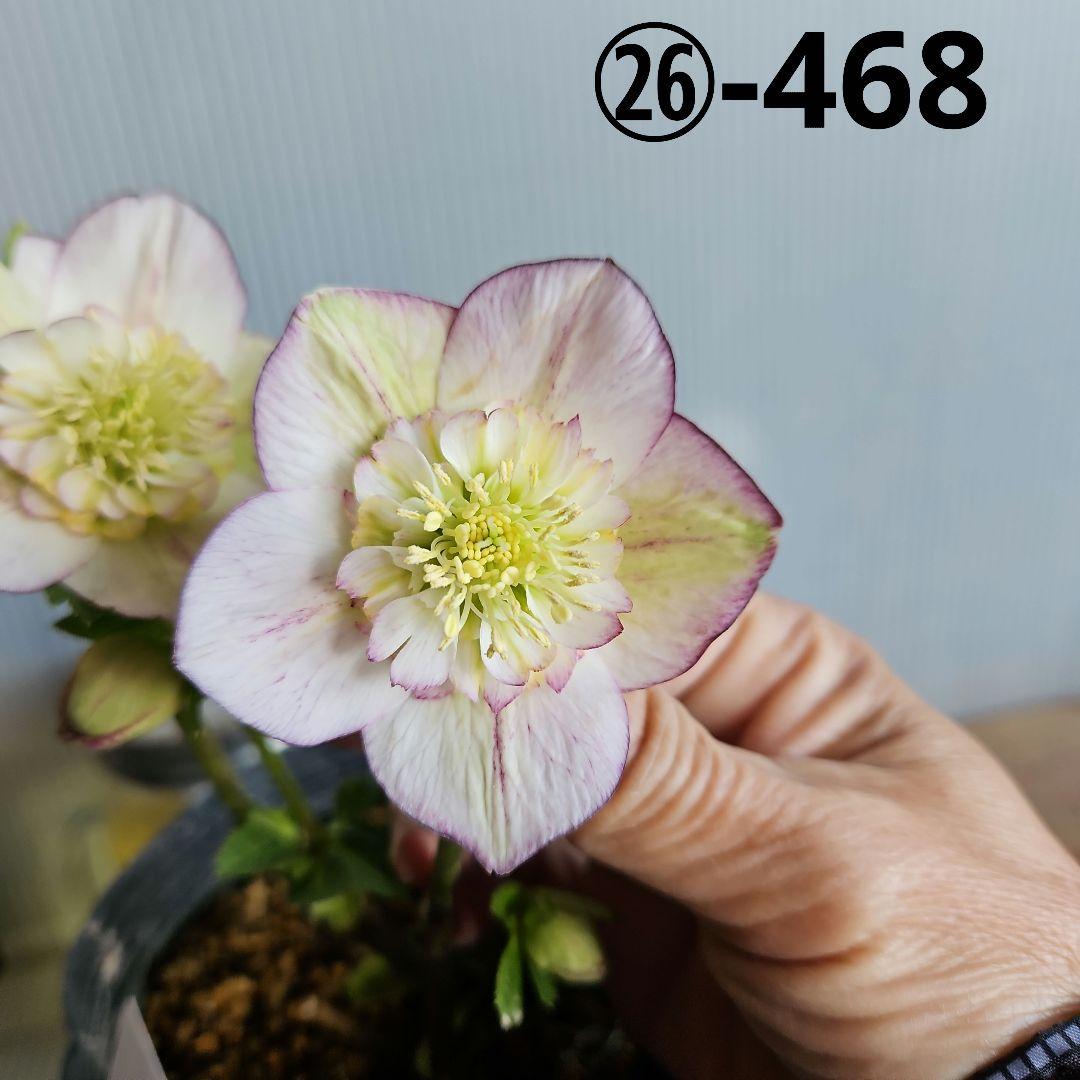 ★謙信様ご購入苗㉖-468㉖-481クリスマスローズ