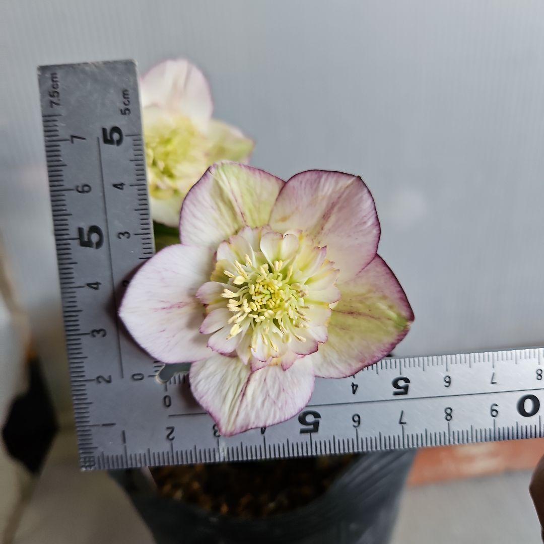 ★謙信様ご購入苗㉖-468㉖-481クリスマスローズ