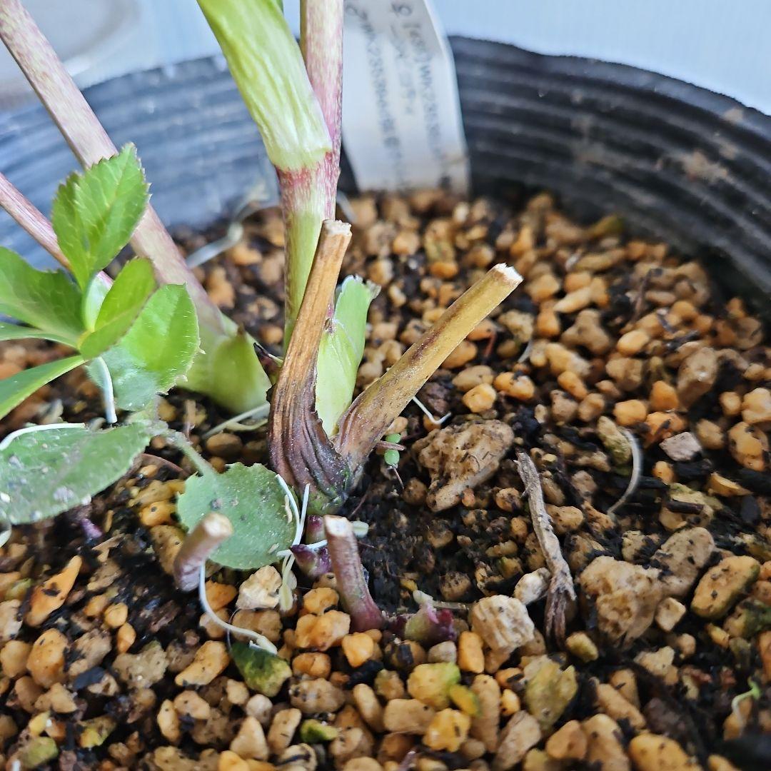 ★謙信様ご購入苗㉖-468㉖-481クリスマスローズ