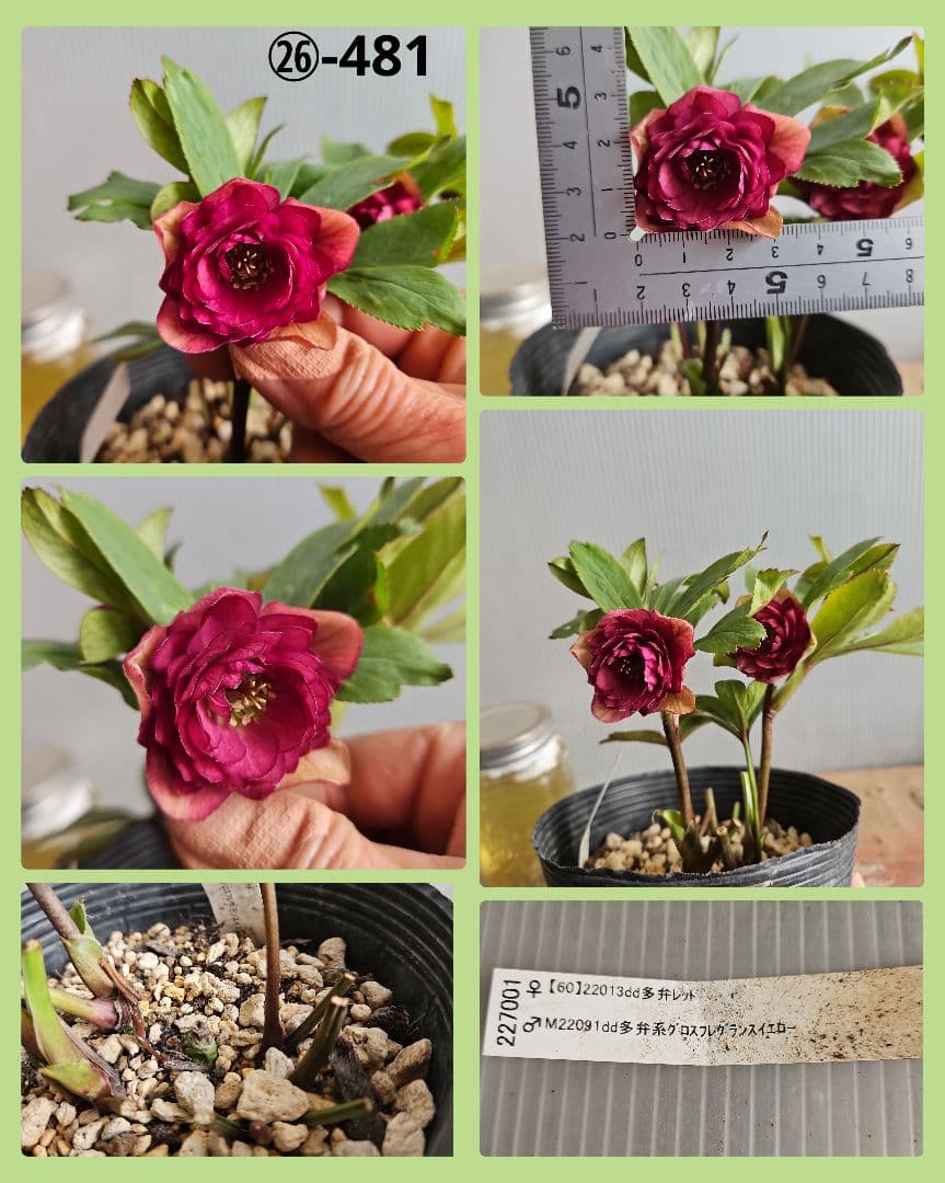 ★謙信様ご購入苗㉖-468㉖-481クリスマスローズ