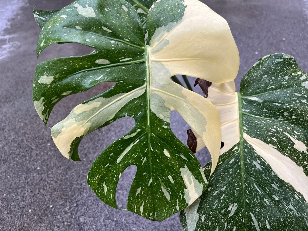 メ*1様 モンステラ デリシオーサ タイコンステレーション 検索 アイボリー ス