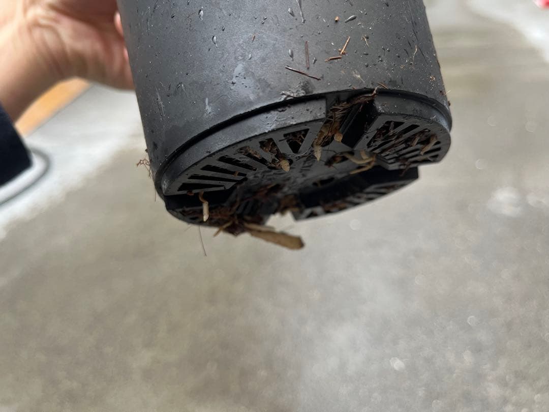 メ*1様 モンステラ デリシオーサ タイコンステレーション 検索 アイボリー ス