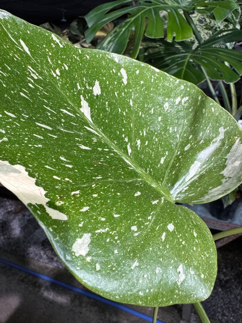 ご*ら様 2-1モンステラ　タイコンステレーション　スターライト