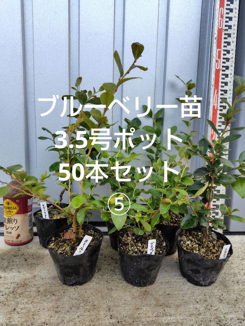 ブルーベリー苗3.5号ポット50本セット⑤