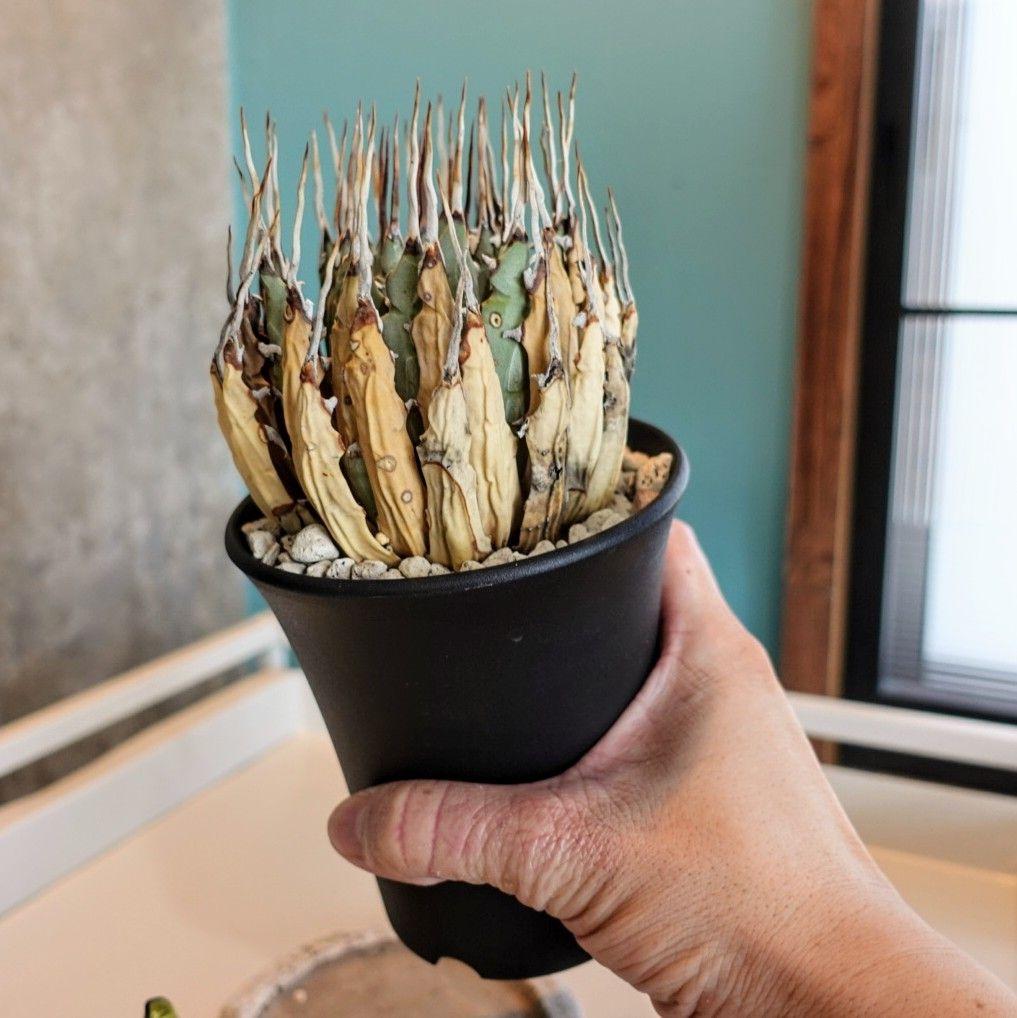 ユ*ー様 お年玉出品！③【発根済・3.5号】陽炎×きれいな円形◎エボリスピナ/鉢