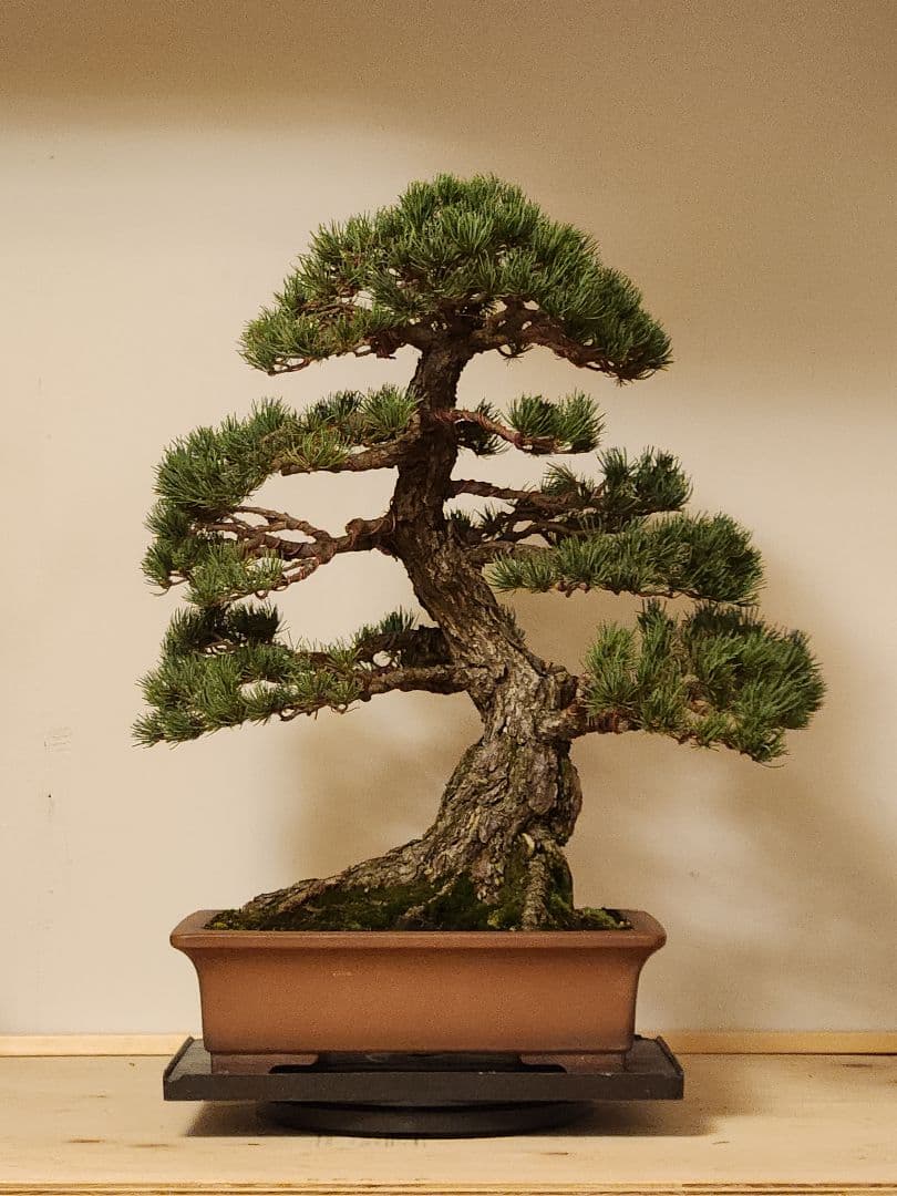 T*T様 大品盆栽 五葉松盆栽 真柏盆栽 懸崖 真柏 黒松 赤松 五葉松