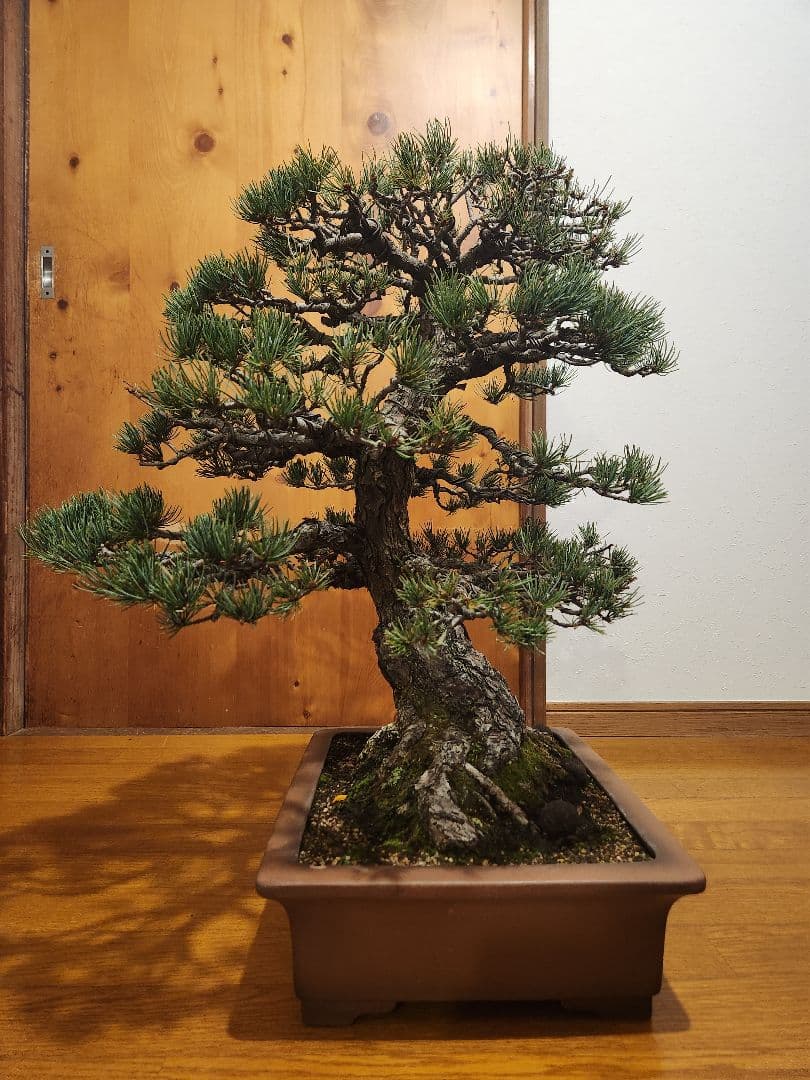 T*T様 大品盆栽 五葉松盆栽 真柏盆栽 懸崖 真柏 黒松 赤松 五葉松