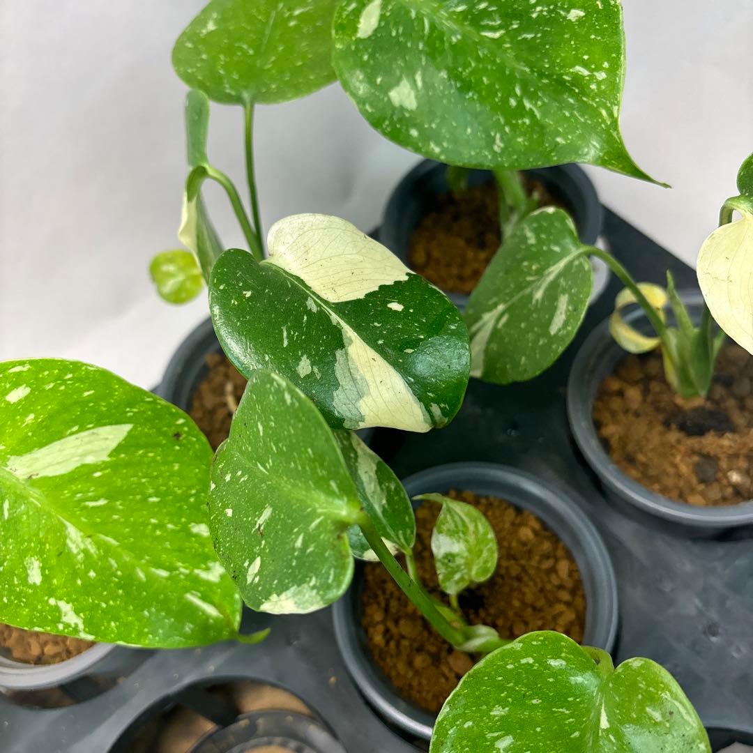 ぷ*慎様 10株セットms35【特別選抜】モンステラ・タイコンステレーション 斑