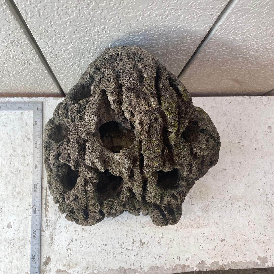 Kevin　雲山石 溶岩石鉢　レイアウト穴7個　水抜き穴あり