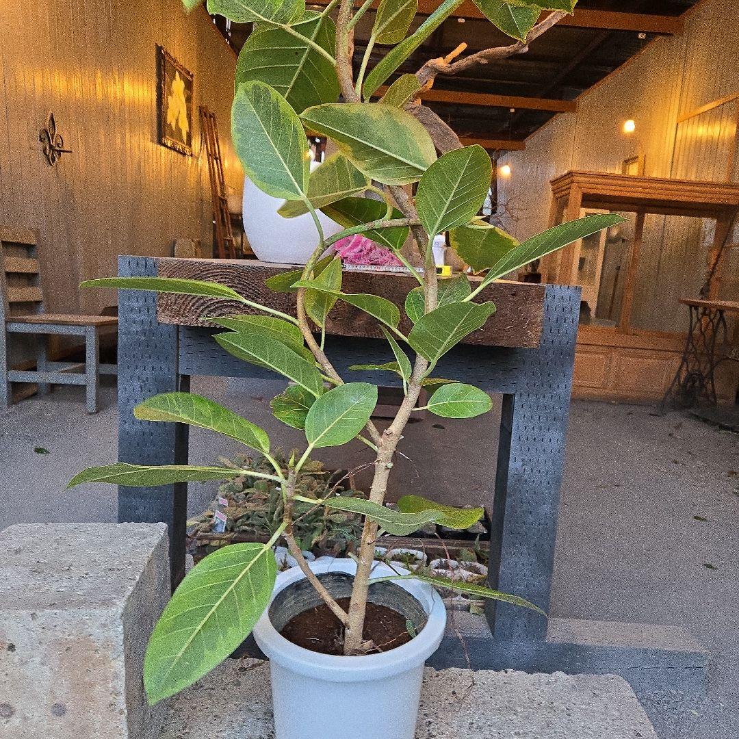 ②　フィカス　アルテシマ　曲がり仕立て8号　特大苗木最高等級極上品‼️