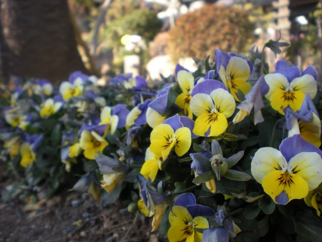 実写美⭕️外観美【動作確認済】ニコン COOLPIX S210 デジカメ