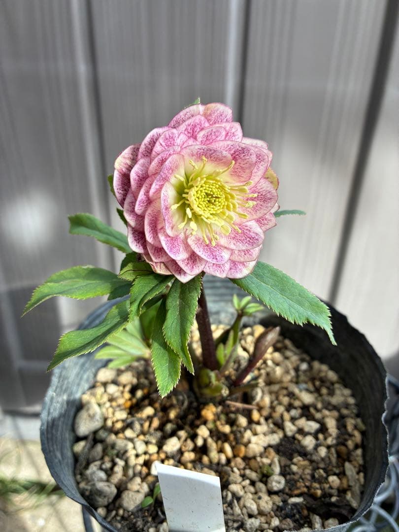 クリスマスローズ♡DDミストピンク