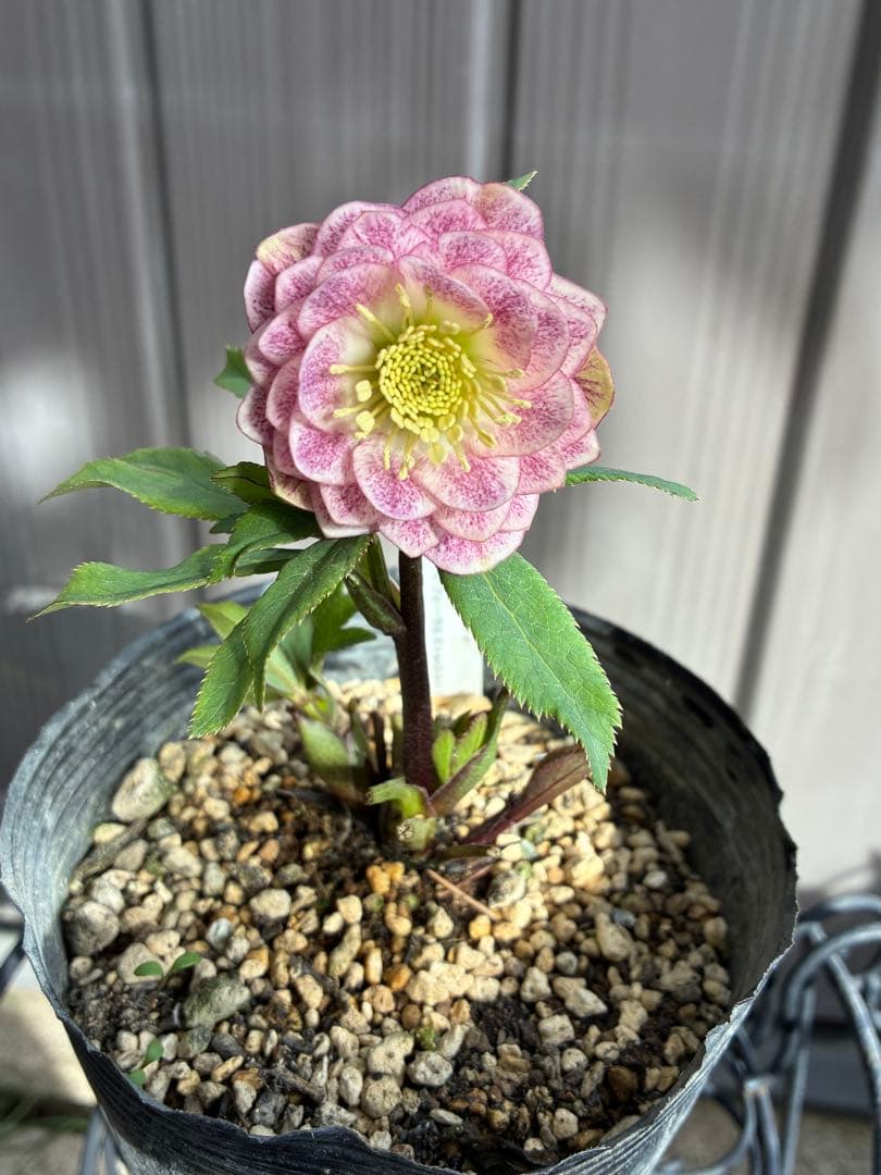 クリスマスローズ♡DDミストピンク