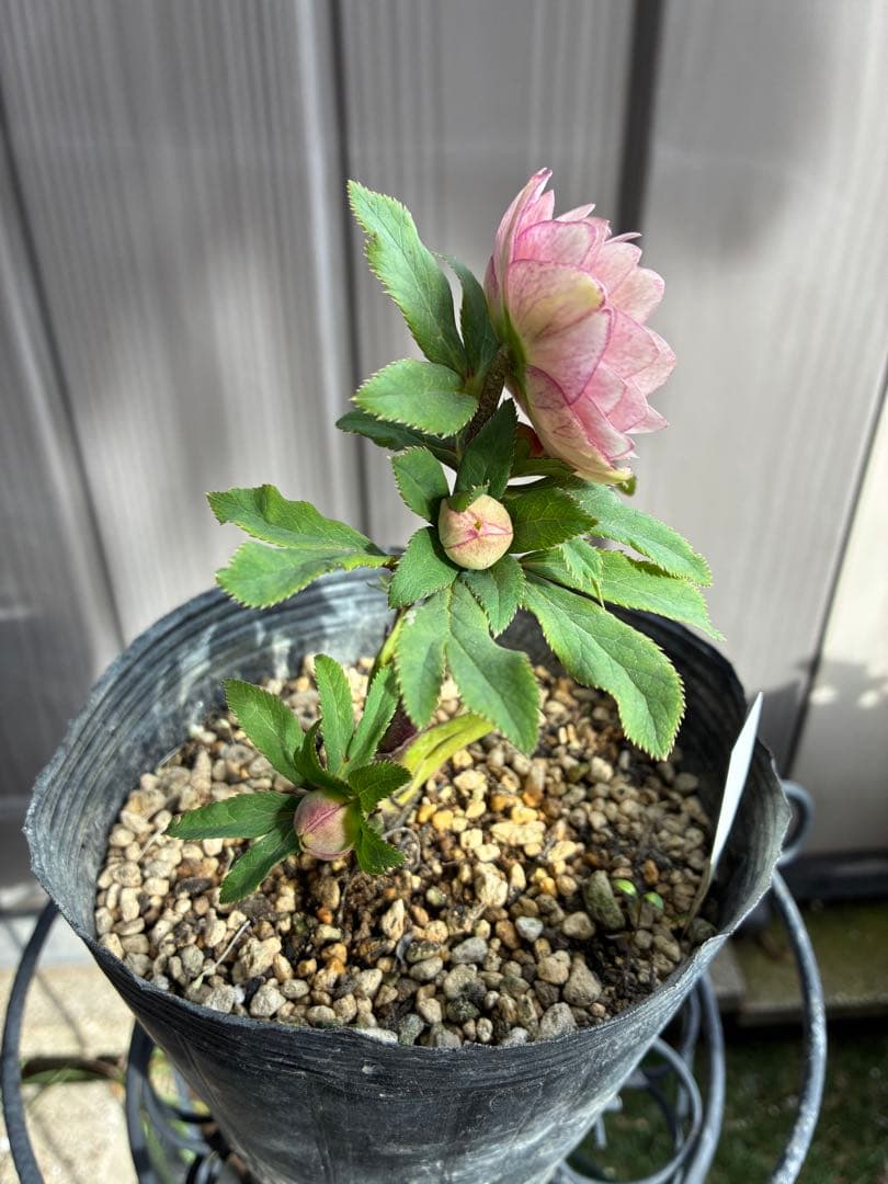 クリスマスローズ♡DDミストピンク