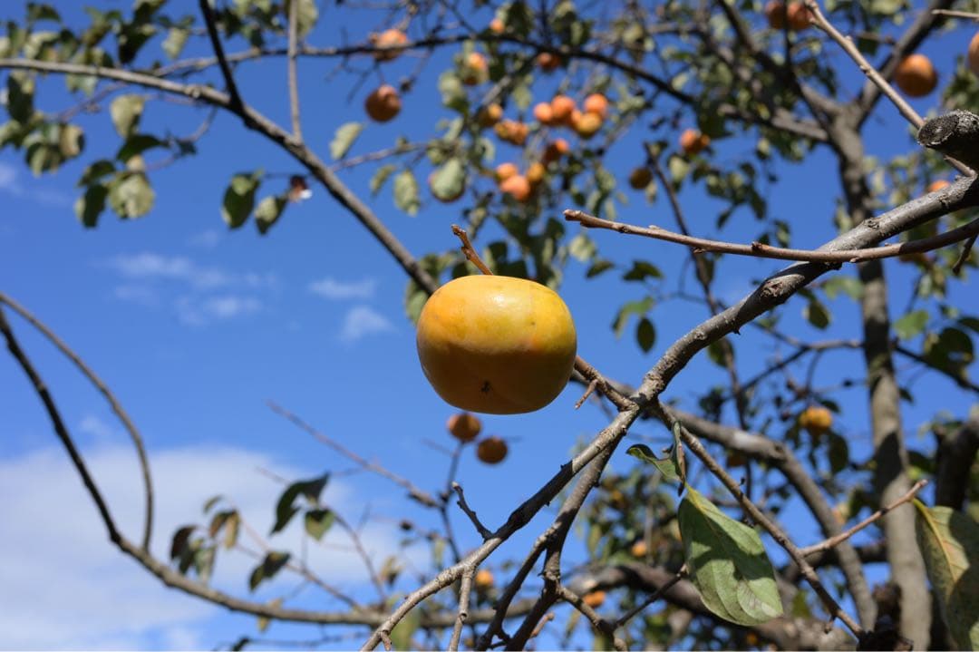 レンズ(単焦点) Nikkor Z 40mm 1:2