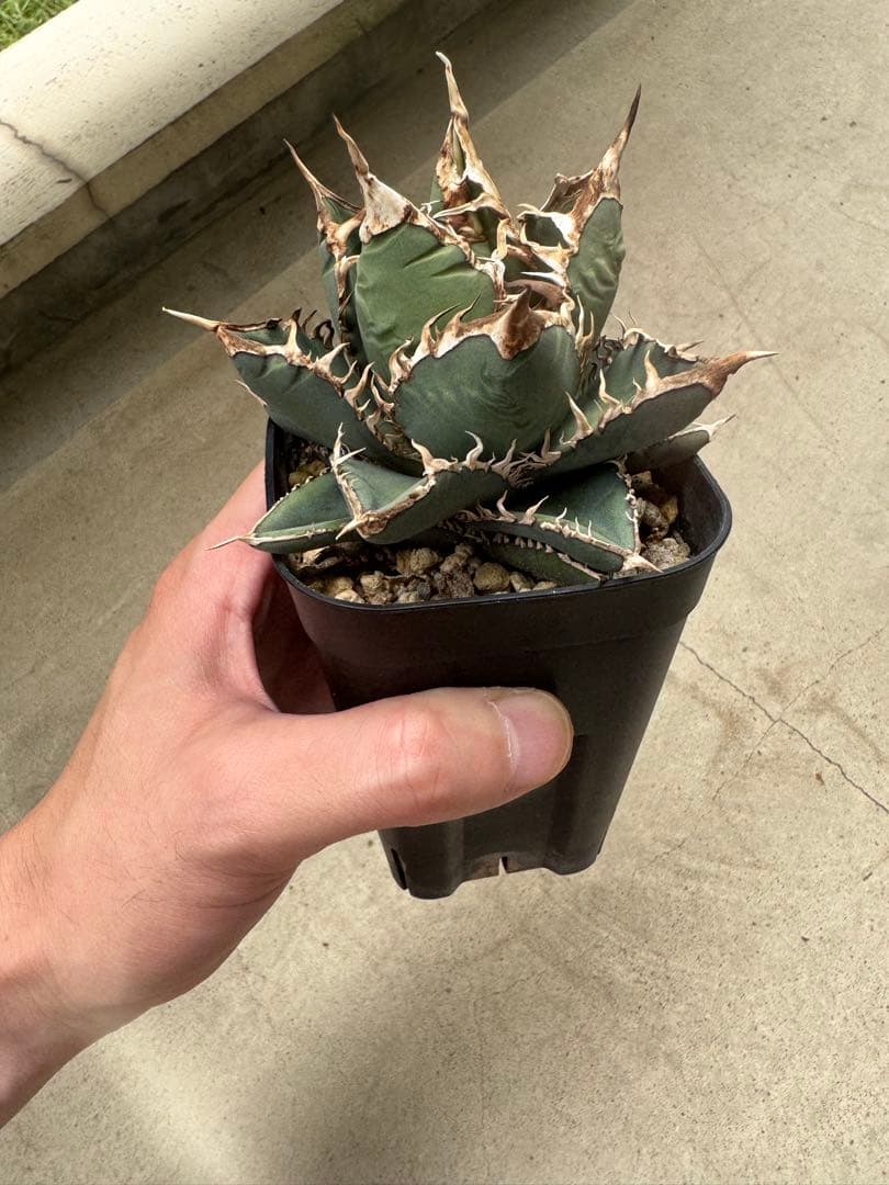 アガベ Hans実生01