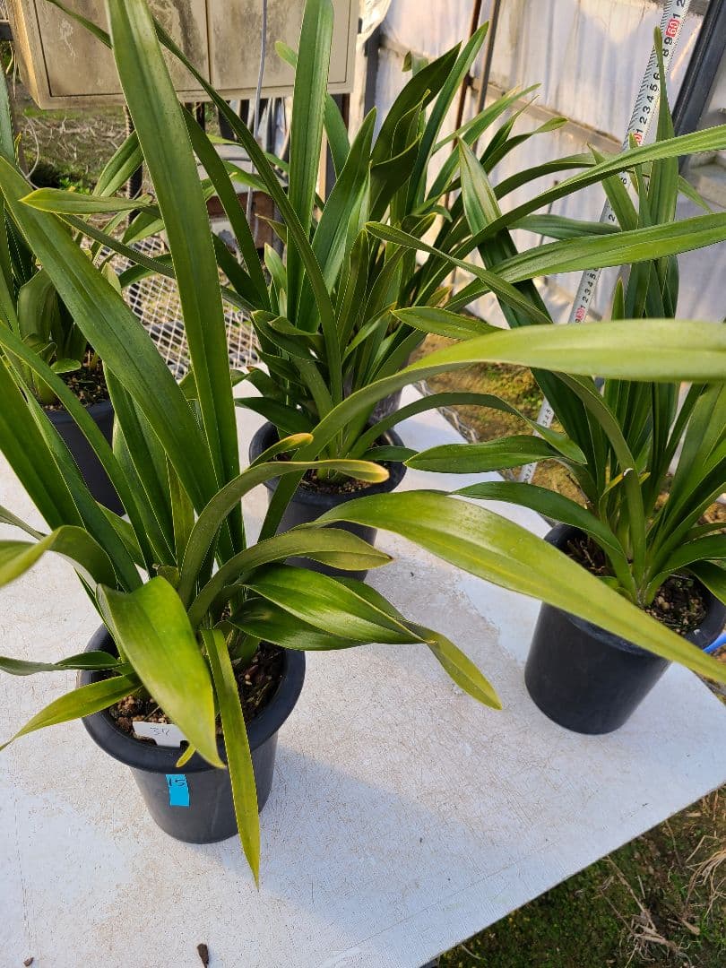 フォアゴットンフルーツ。花芽3個。5鉢セット。蜜蜂誘引蘭。日本蜜蜂。