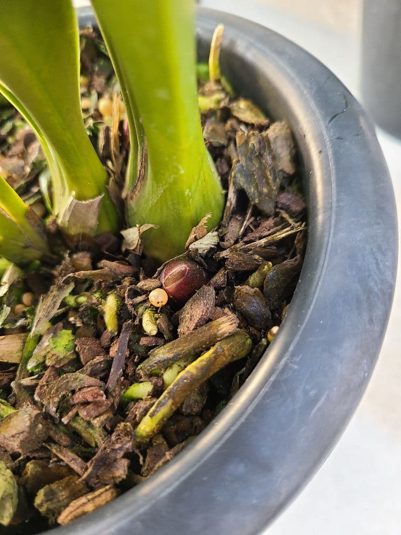 フォアゴットンフルーツ。花芽3個。5鉢セット。蜜蜂誘引蘭。日本蜜蜂。