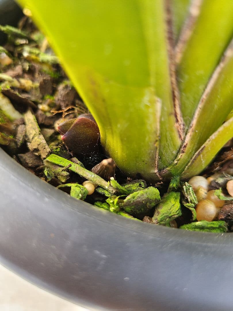 フォアゴットンフルーツ。花芽3個。5鉢セット。蜜蜂誘引蘭。日本蜜蜂。