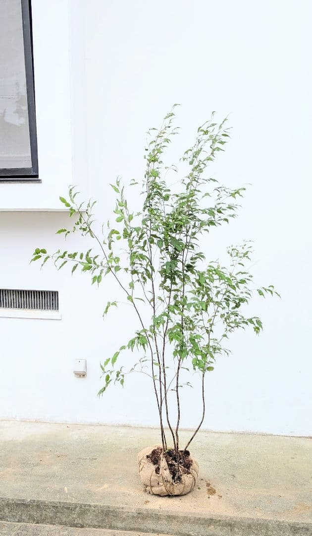 美形。山採りハイノキ。