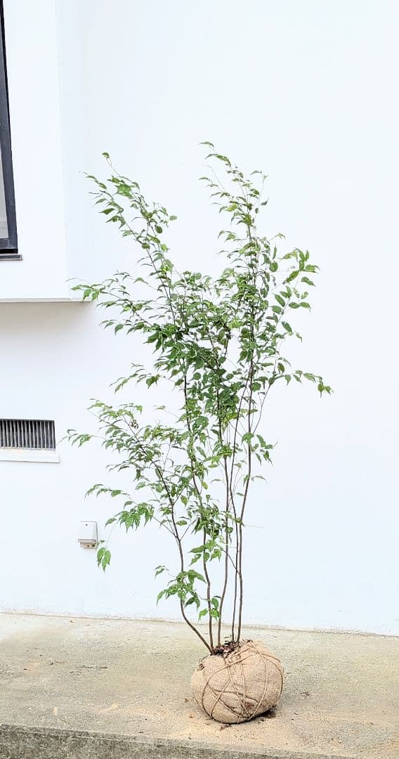 美形。山採りハイノキ。