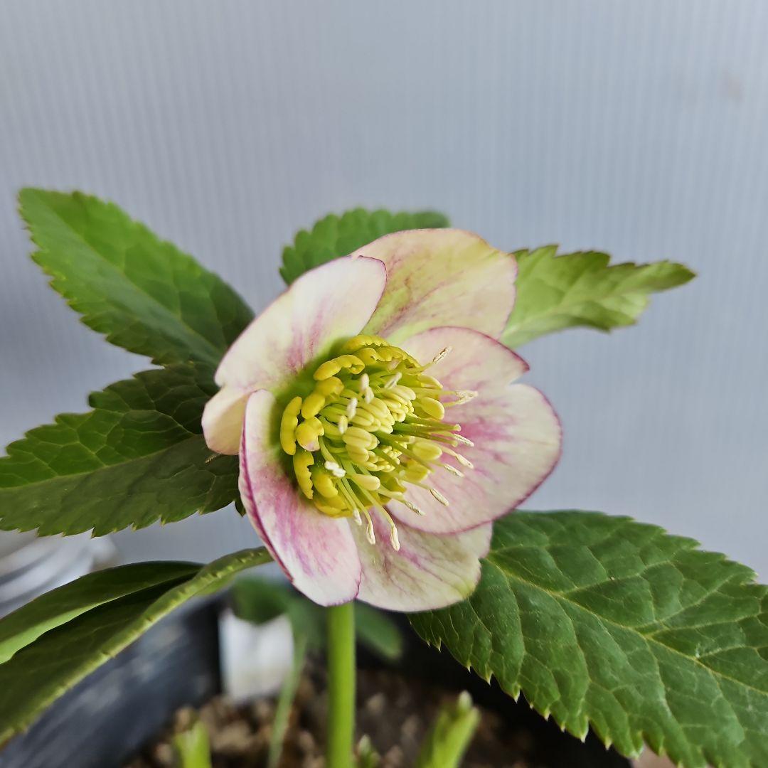 ㉖-324クリスマスローズ