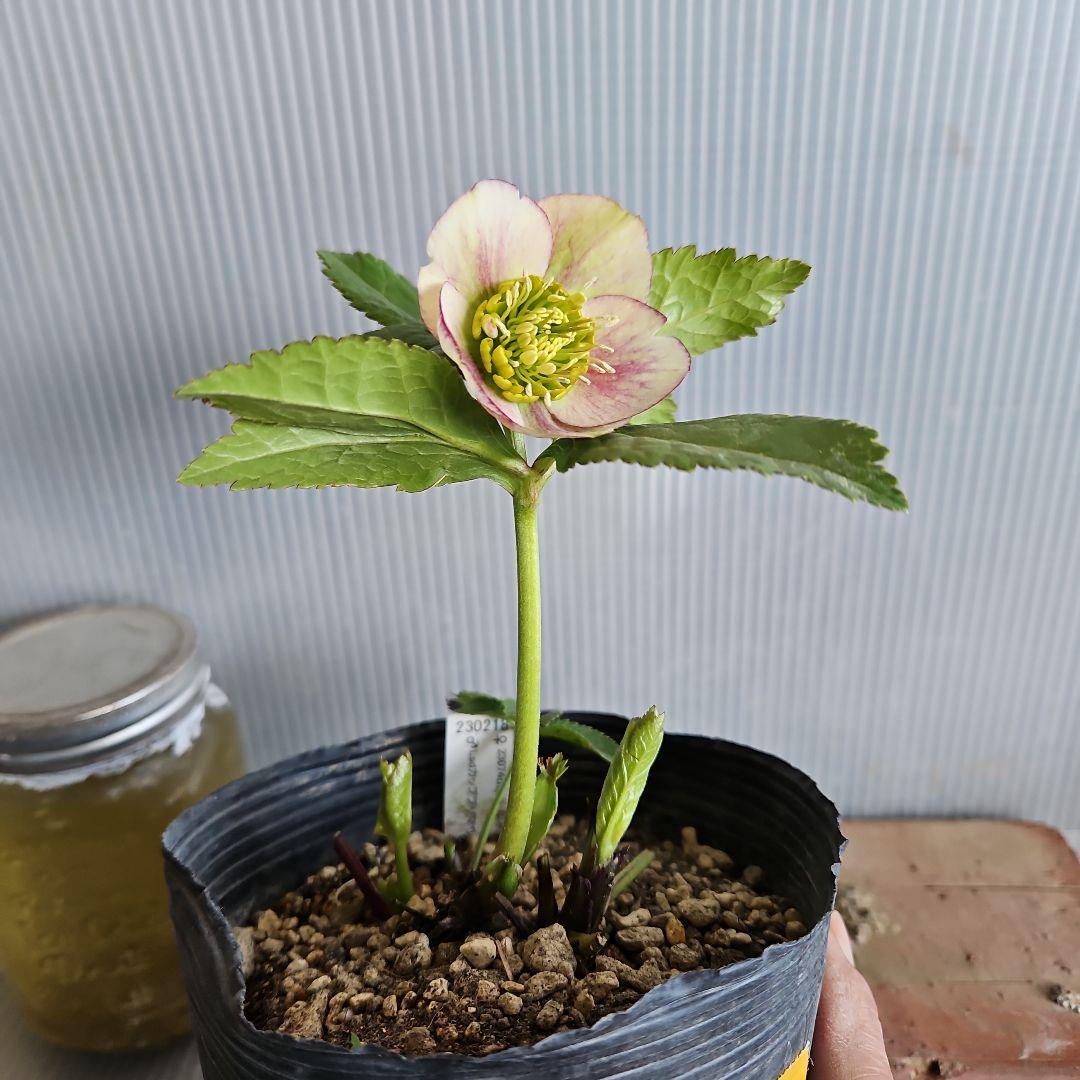 ㉖-324クリスマスローズ