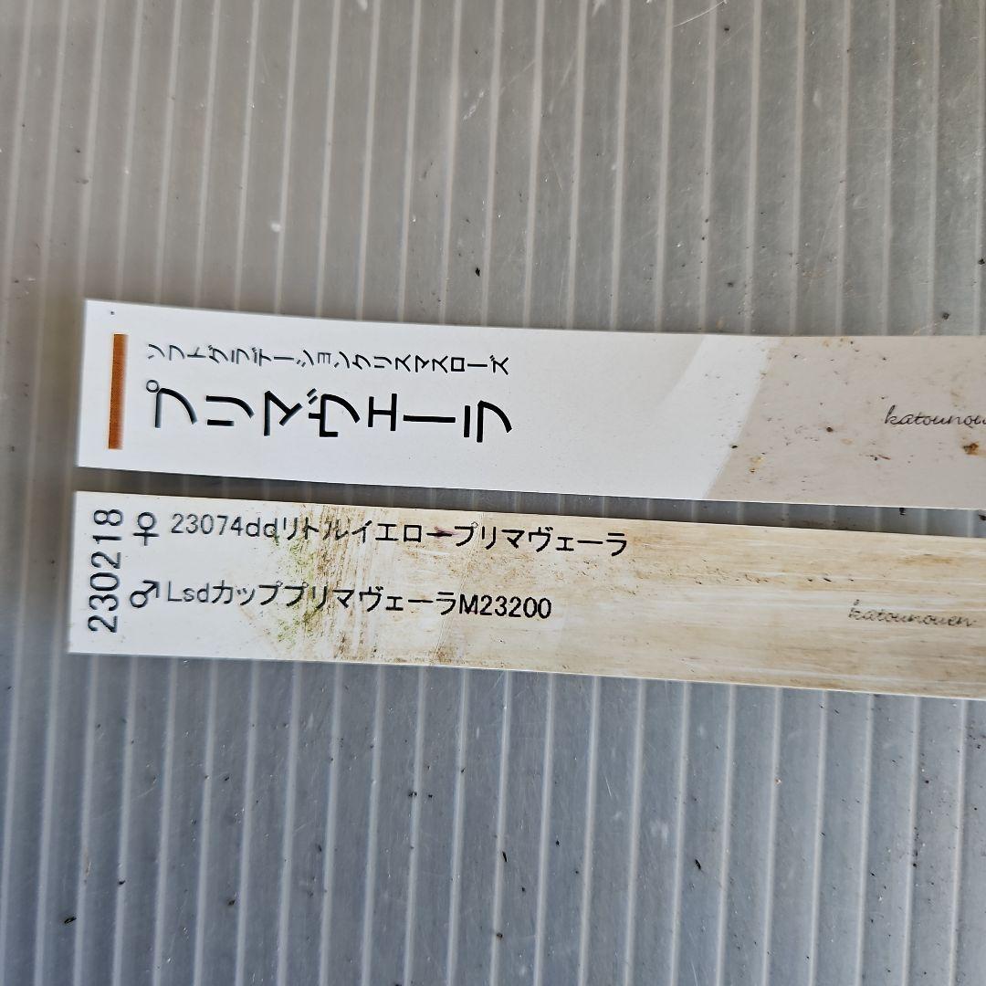 ㉖-324クリスマスローズ