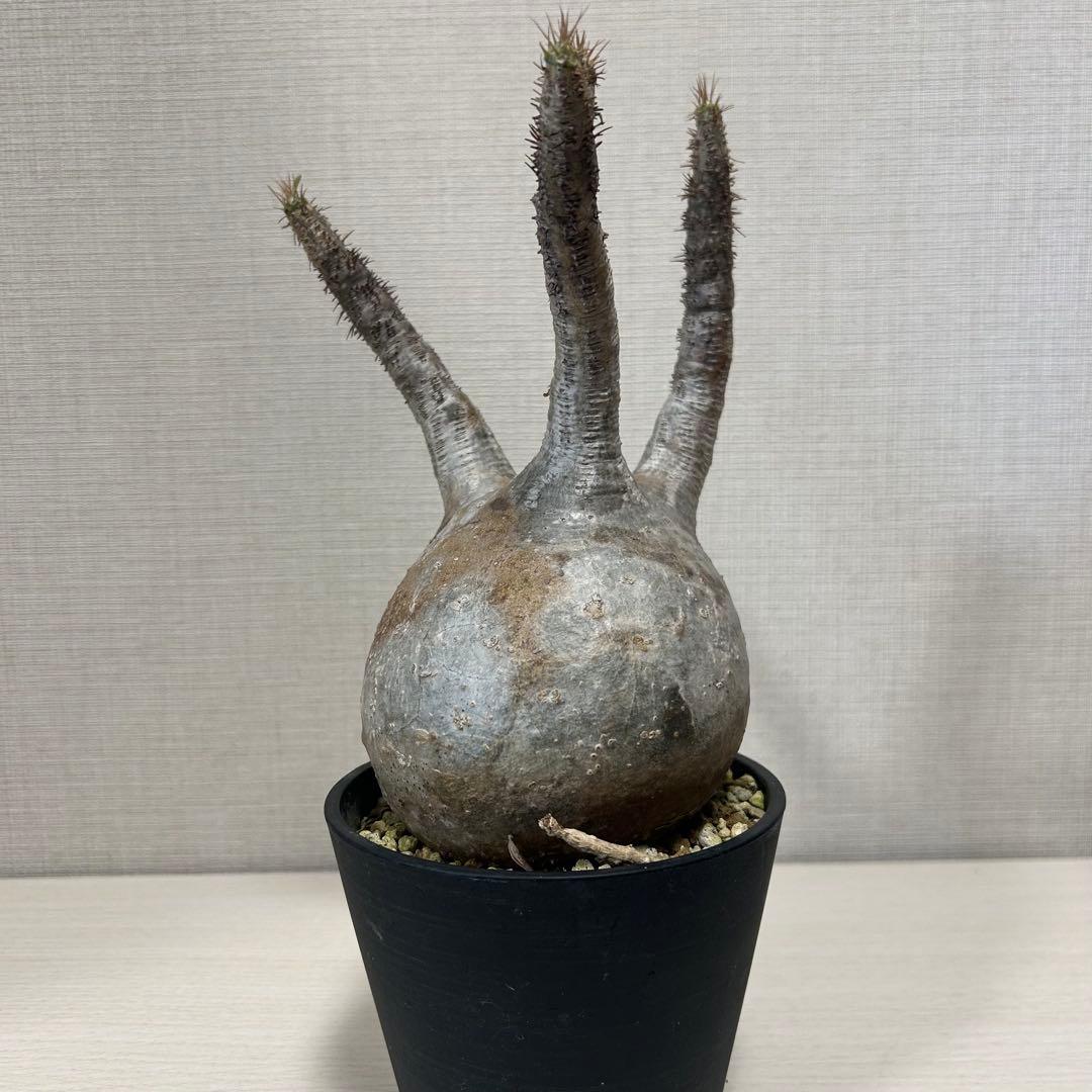 パキポディウム・グラキリス⑧発根済み　現地球