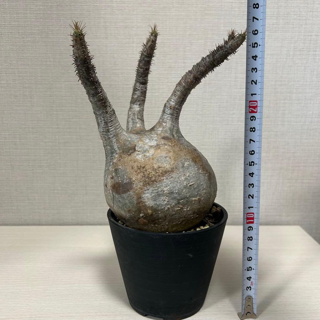 パキポディウム・グラキリス⑧発根済み　現地球